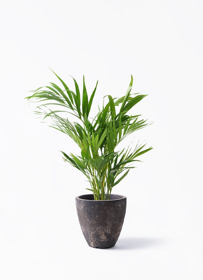 アレカヤシ | 観葉植物の通販ならHitoHana（ひとはな）