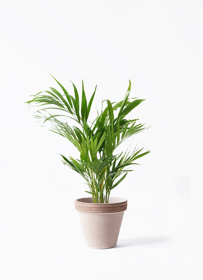 アレカヤシ 6号 | 観葉植物の通販ならHitoHana（ひとはな）