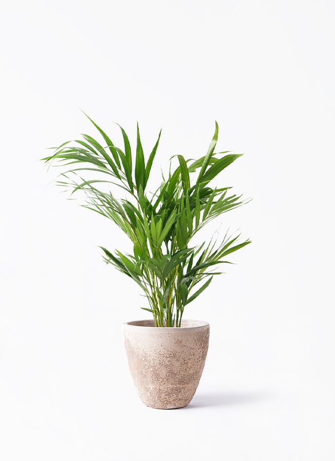 大特価！5鉢価格！幸福の木　アレカヤシ　ココヤシ　アビス　苗　苗木　観葉植物 5鉢!幸福の木 アレカヤシ ココヤシ アビス 苗 苗木 観葉植物 月曜特価！5鉢