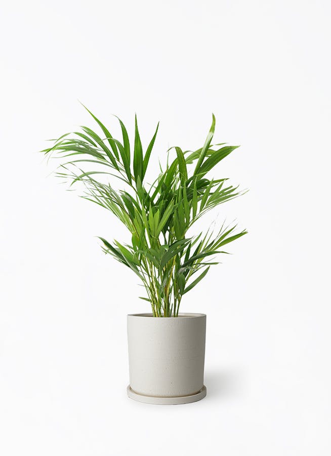 アレカヤシ | 観葉植物の通販ならHitoHana（ひとはな）