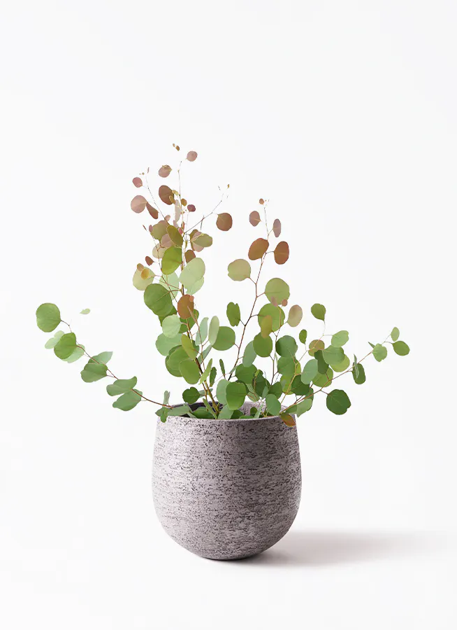 6号サイズの観葉植物 | 通販専門店 HitoHana（ひとはな）