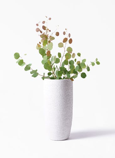 観葉植物 ユーカリ 6号 ポポラス（ポリアンセモス） Eco Stone（エコストーン） トールタイプ white 付き