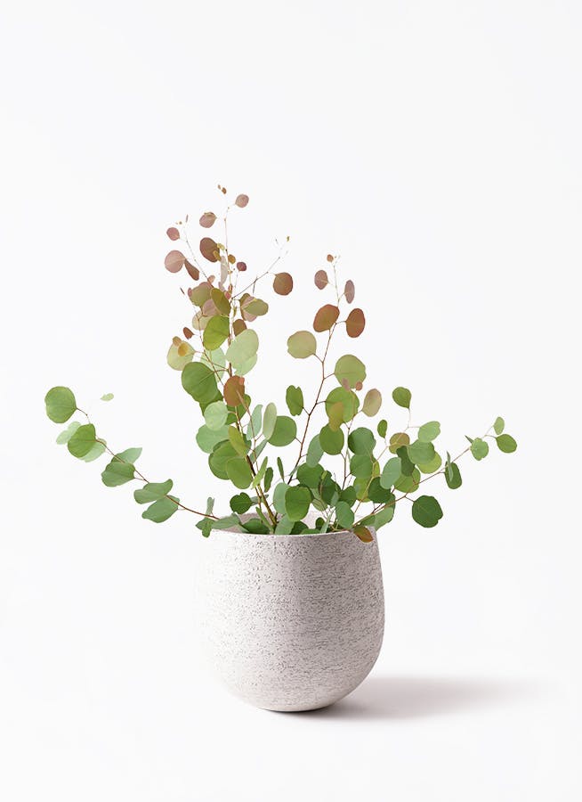 110000円値引き!・超細密肉筆植物画ハマナス(浜梨) - メルカリ