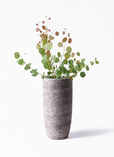 観葉植物 ユーカリ 6号 ポポラス（ポリアンセモス） Eco Stone（エコストーン） トールタイプ Gray 付き