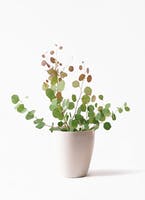 eucalyptus-171_1.jpg?