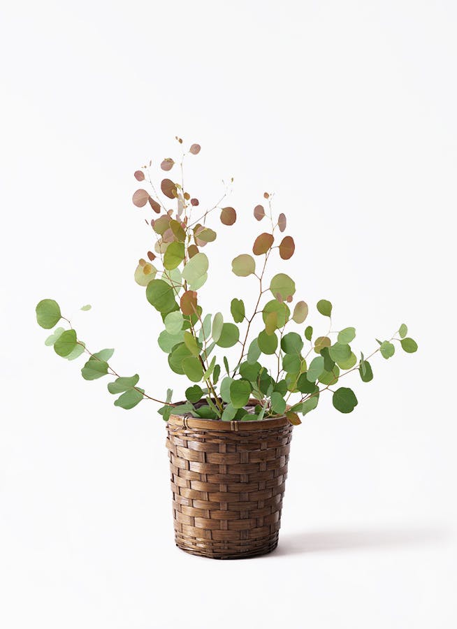 ユーカリ | 観葉植物の通販ならHitoHana（ひとはな）