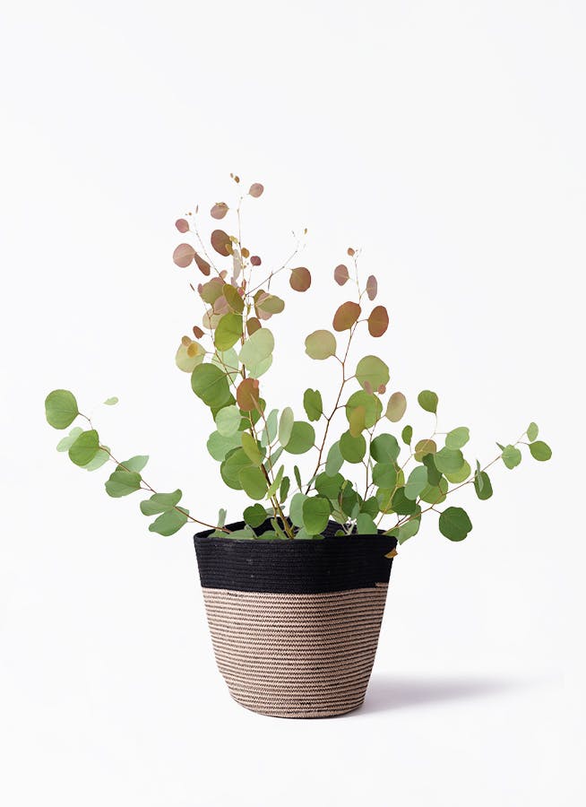ユーカリ ポポラス（ポリアンセモス） | 観葉植物通販HitoHana