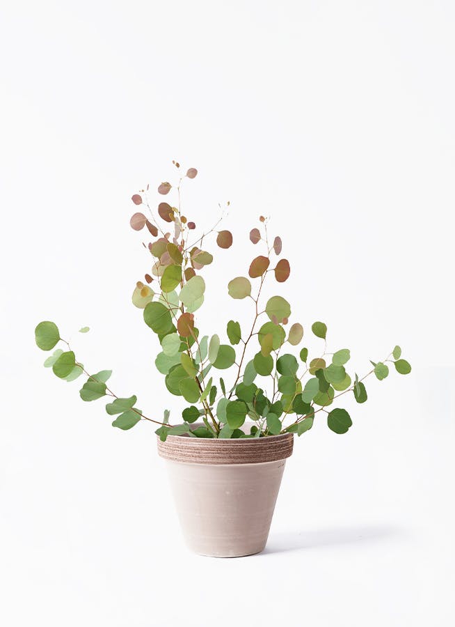 ✾ ユーカリ ポポラスベリー ✾ ポポラス フレッシュ ✾ ✾ ユーカリ