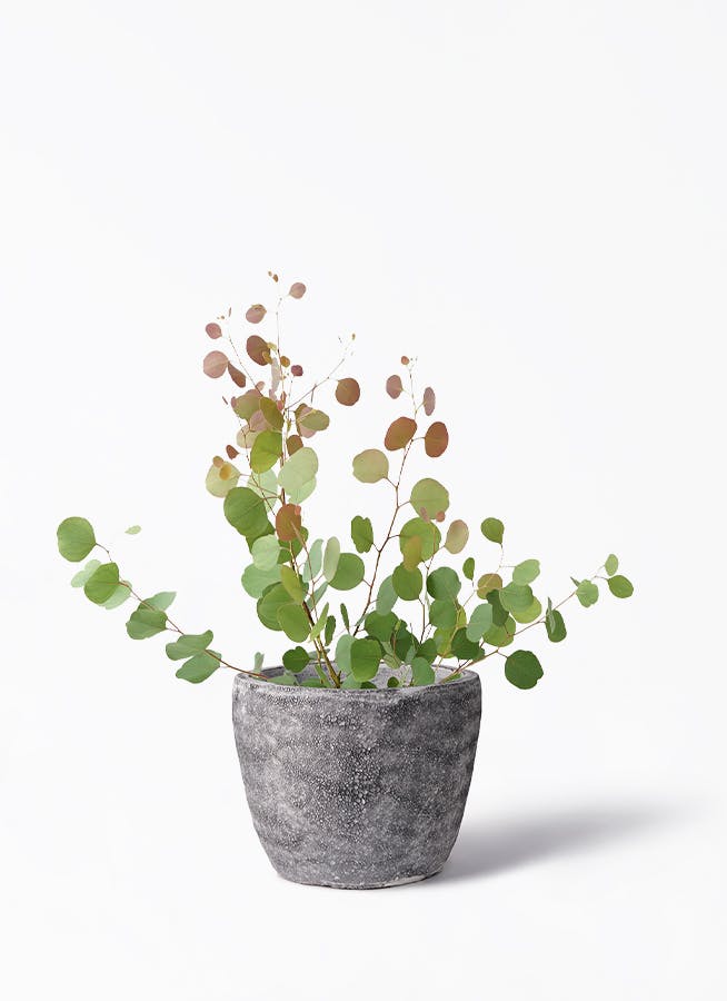 ユーカリ | 観葉植物の通販ならHitoHana（ひとはな）
