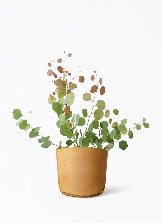 観葉植物 ユーカリ 6号 ポポラス（ポリアンセモス） レザーポット0