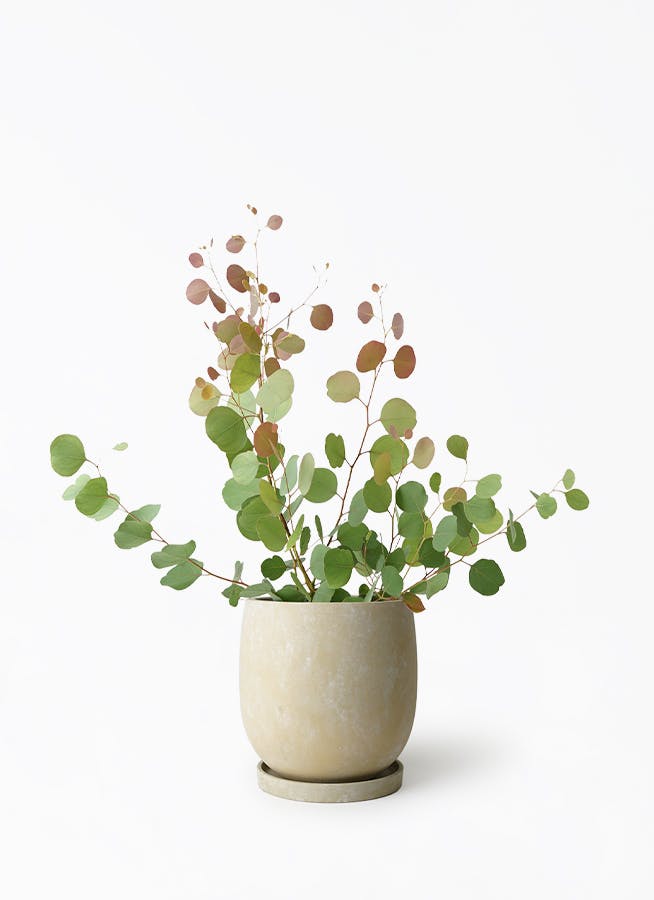 観葉植物 ユーカリ 6号 ポポラス（ポリアンセモス） アイルエッグ
