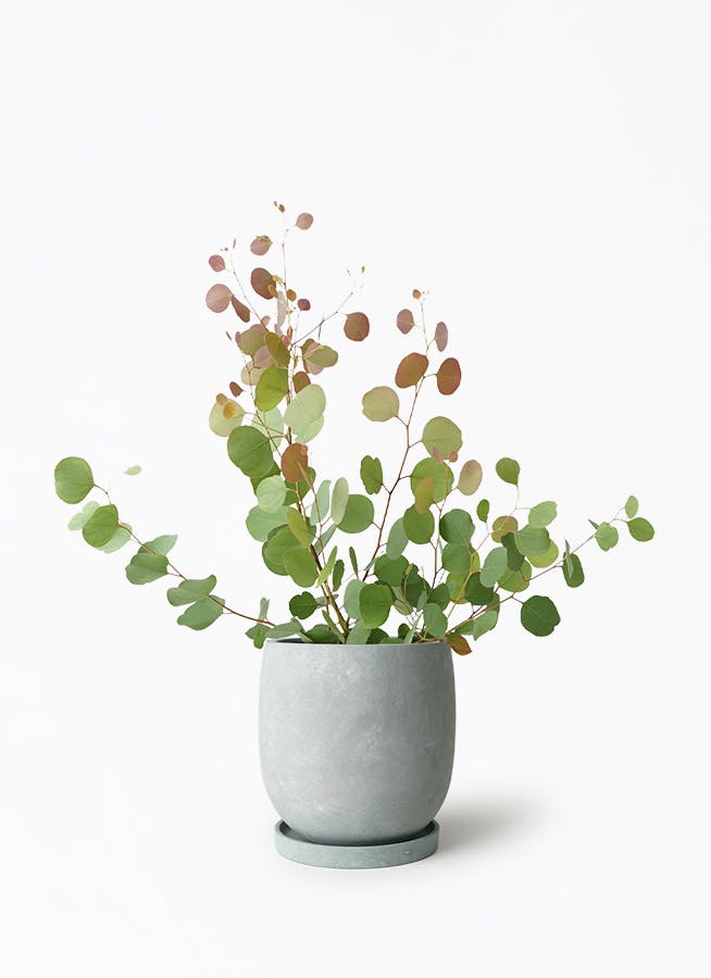 鉢カバー グレー 6号 | 観葉植物の鉢ならHitoHana