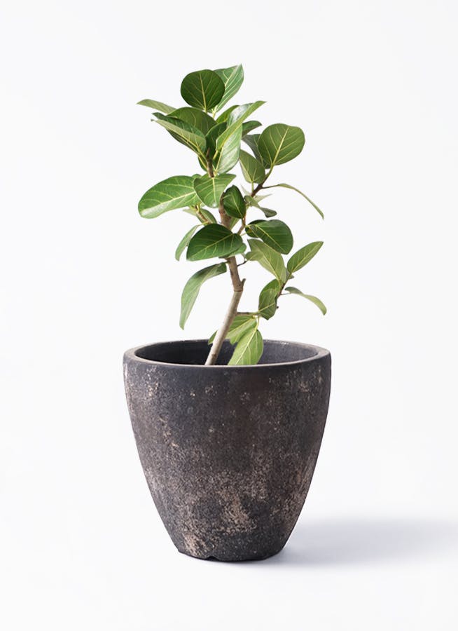 フィカス　ベンガレンシス　6 植物 / 植え込み】6号 フィカスベンガレンシス ・ アーバン