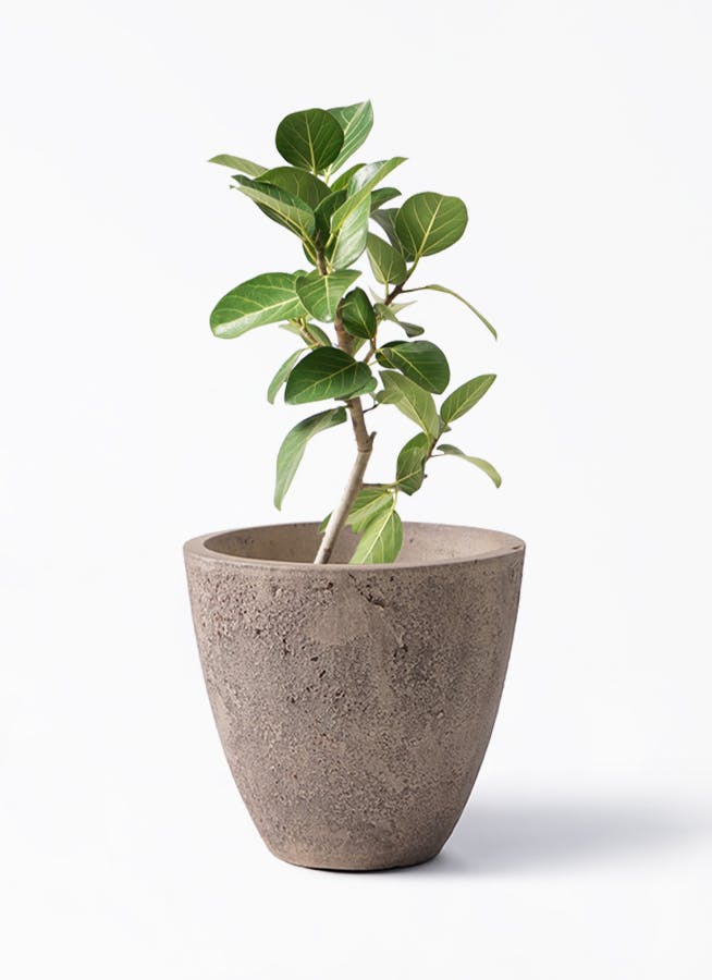 フィカス ベンガレンシス 6号 | 観葉植物通販 Hitohana（ひとはな）