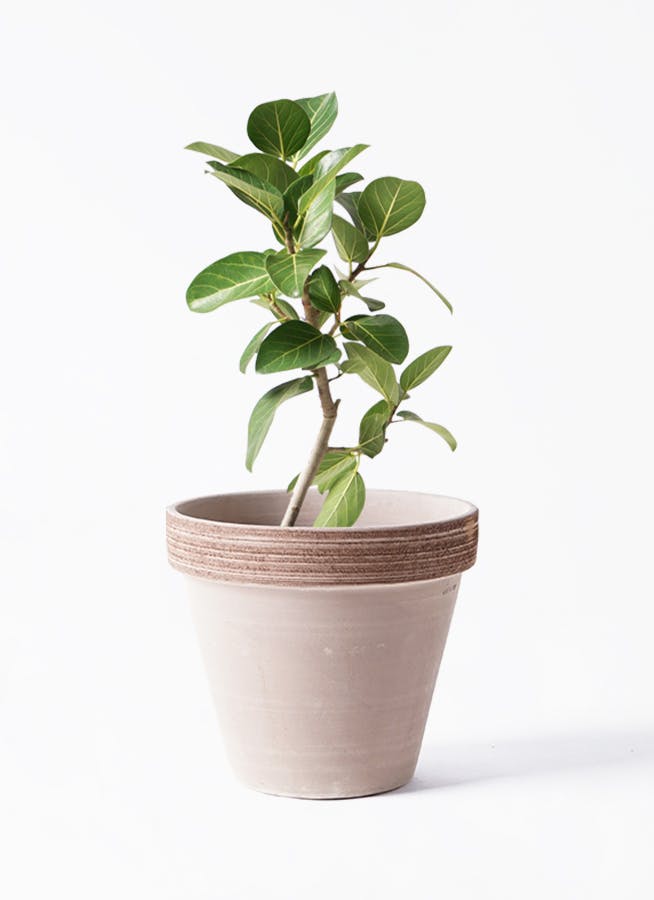 フィカス ベンガレンシス 6号 | 観葉植物通販 Hitohana（ひとはな）