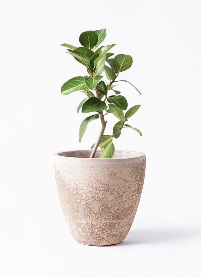 フィカス　ベンガレンシス　6 フィカス ベンガレンシス 6号 | 観葉植物通販 Hitohana（ひとはな）