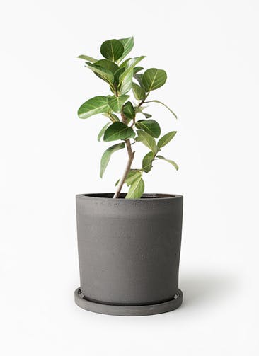 観葉植物 フィカス ベンガレンシス 6号 ストレート ストーンウェア セラミック シリンダーポット Black 付き