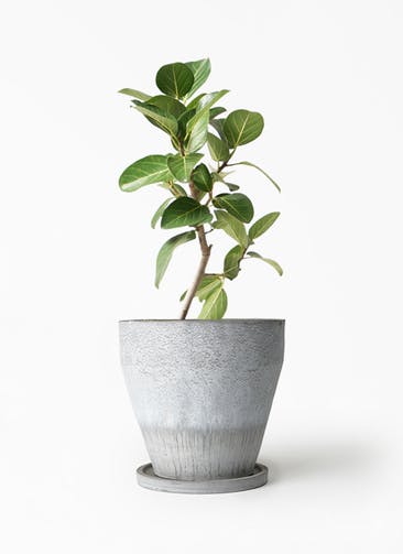 フィカスベンガレンシス 10号 S-shaped tree form 植物/観葉植物 インテリア小物 インテリア・住まい・小物 憧れの