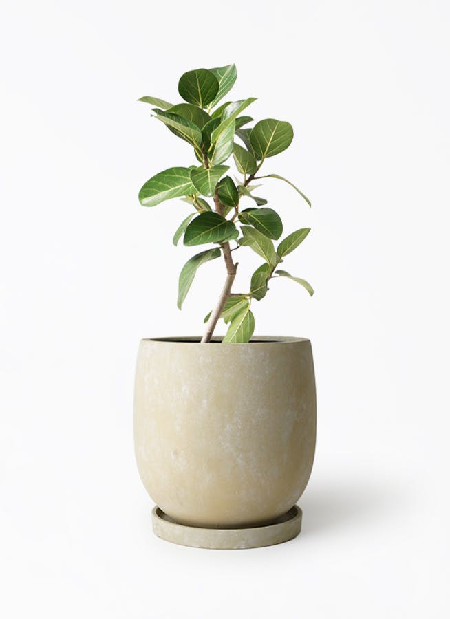 フィカス ベンガレンシス 6号 | 観葉植物通販 Hitohana（ひとはな）
