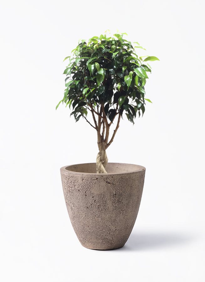 フィカス ベンジャミン 玉造り | 観葉植物 | 送料無料でお届け