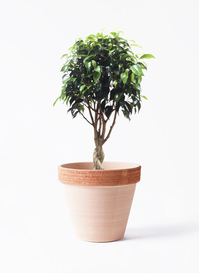 観葉植物 フィカス ベンジャミン 6号 玉造り スタンダードポット