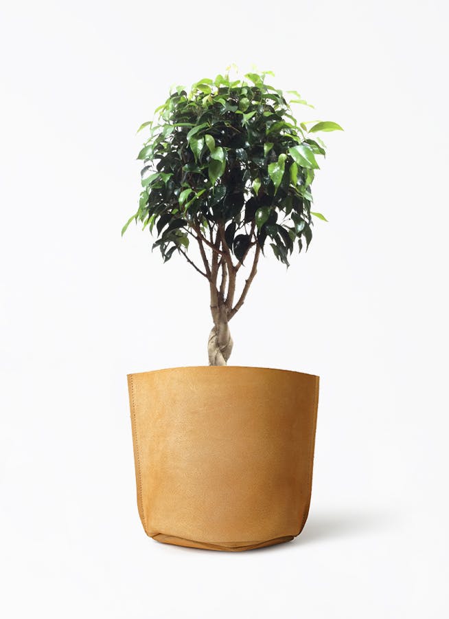 観葉植物 茶色の鉢付き  ベンジャミン フィカス ベンジャミン 6号 | 観葉植物 | インテリアやギフトに