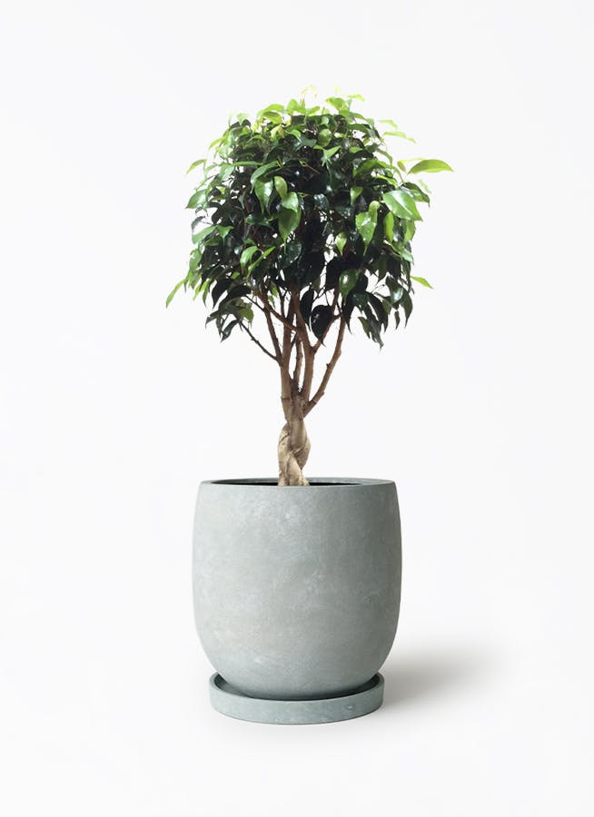 【限定品】フィカス ベンジャミン レギナルド 玉造り・豪華4本編み込み 観葉植物 フィカス ベンジャミン 4号 玉造り リア 青緑 M 付き | 観葉