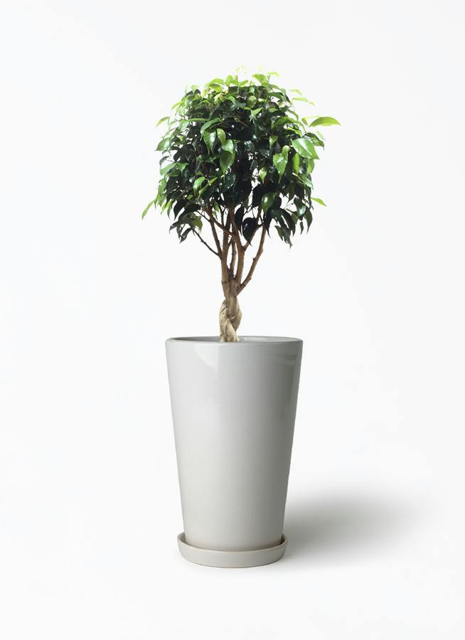観葉植物 フィカス ベンジャミン ゴールデンスポット 6号 ラウンド
