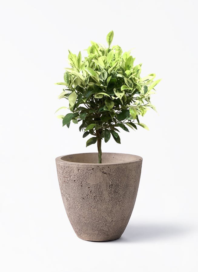 フィカス ベンジャミン ゴールデンスポット | 観葉植物 | 送料無料でお
