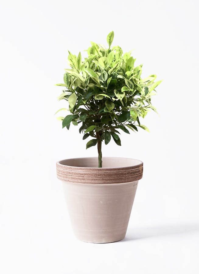 フィカス ベンジャミン ゴールデンスポット | 観葉植物 | 送料無料でお