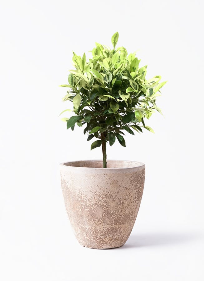 フィカス ベンジャミン 6号 | 観葉植物 | インテリアやギフトに