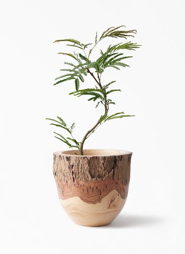 観葉植物 エバーフレッシュ 高さ約2m