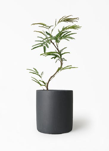 エバーフレッシュ曲がり❗️大型観葉植物！高さ150❗樹形綺麗