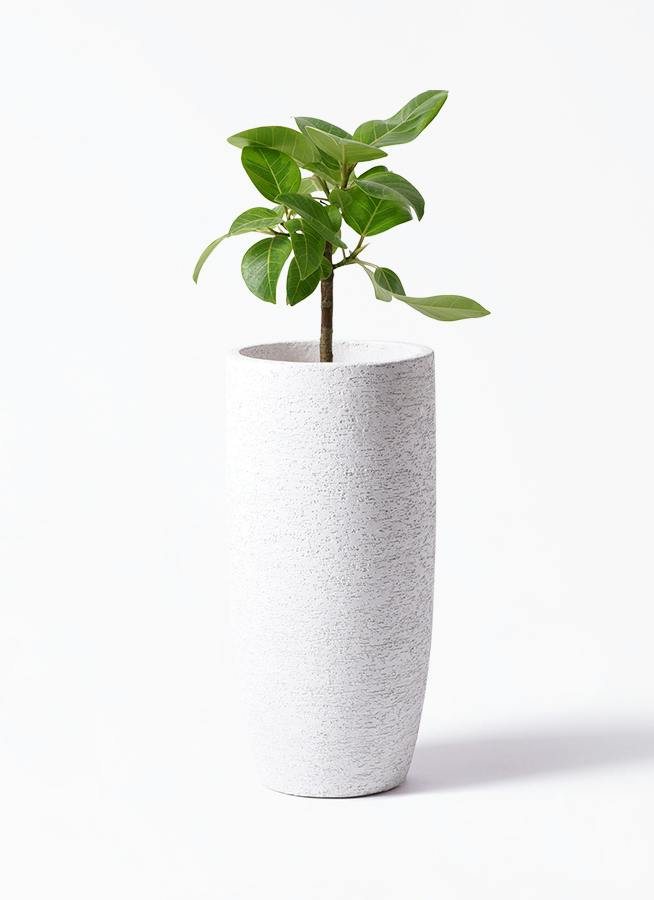 フィカス アルテシーマ 6号 | 観葉植物 | インテリアやギフトに