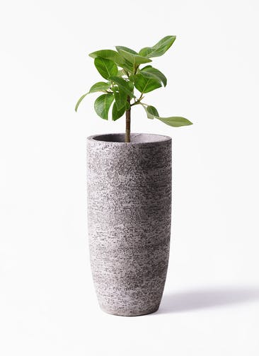 観葉植物 フィカス アルテシーマ 6号 ストレート Eco Stone（エコストーン） トールタイプ Gray 付き