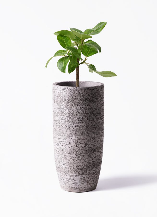 フィカス アルテシーマ 6号 | 観葉植物 | インテリアやギフトに