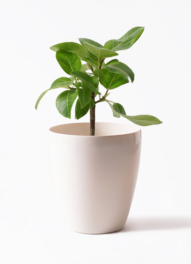 フィカス　アルテシーマ フィカス・アルテシーマ 7号鉢 観葉植物と植木鉢の専門店cocolate