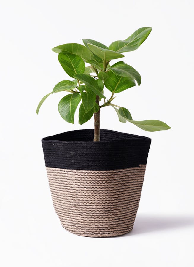 フィカス アルテシーマ 6号 | 観葉植物 | インテリアやギフトに