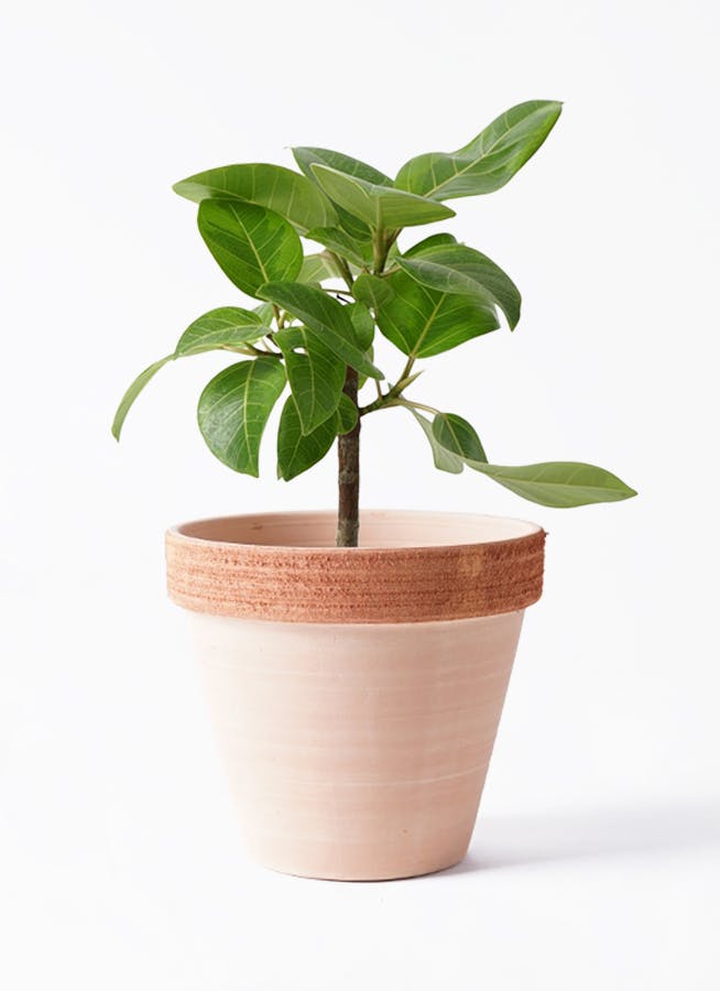 フィカス アルテシーマ 6号 | 観葉植物 | インテリアやギフトに