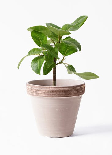 観葉植物 フィカス アルテシーマ 6号 ストレート スタンダードポット コーヒースクラッチ 付き