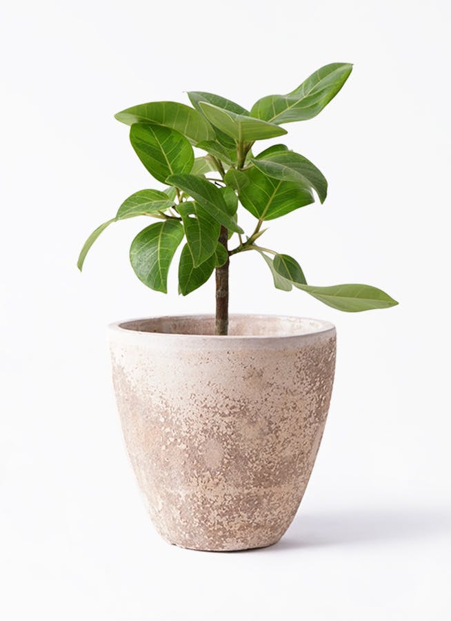 フィカス アルテシーマ 6号 | 観葉植物 | インテリアやギフトに