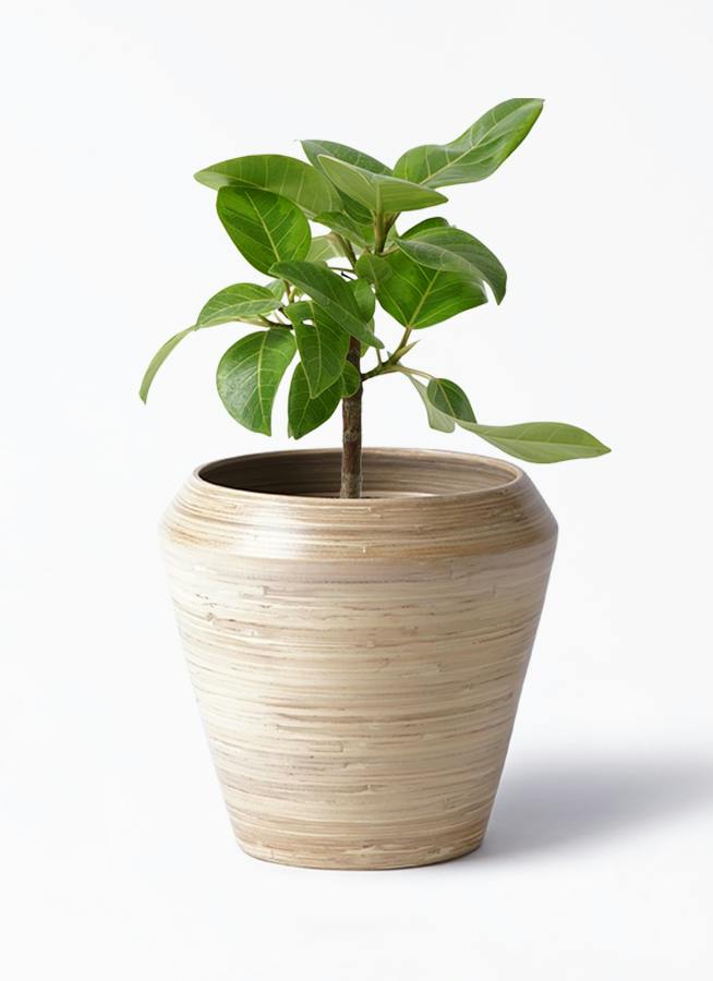 フィカス アルテシーマ 6号 | 観葉植物 | インテリアやギフトに