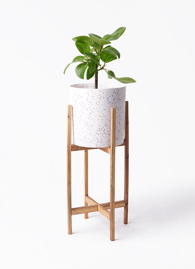 フィカス アルテシーマ 6号 | 観葉植物 | インテリアやギフトに