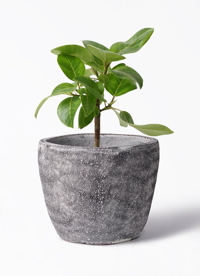 フィカス アルテシーマ 6号 | 観葉植物 | インテリアやギフトに