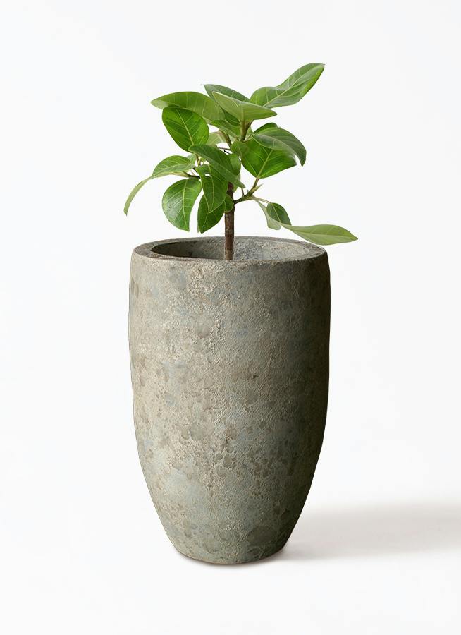 フィカス アルテシーマ 6号 | 観葉植物 | インテリアやギフトに