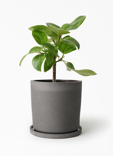 観葉植物 フィカス アルテシーマ 6号 ストレート ストーンウェア セラミック シリンダーポット Black 付き