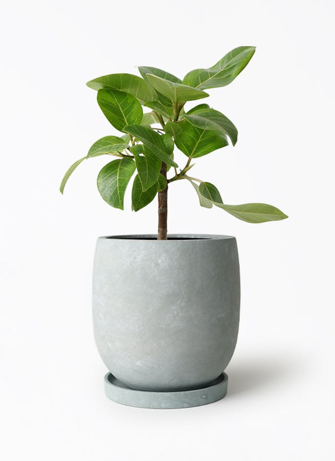 フィカス アルテシーマ 6号 | 観葉植物 | インテリアやギフトに