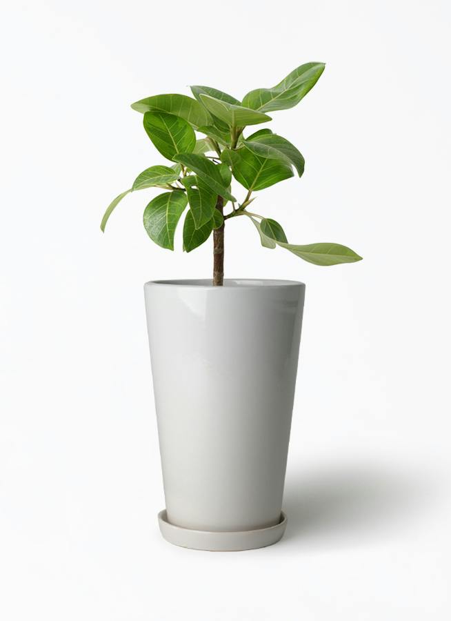フィカス アルテシーマ 6号 | 観葉植物 | インテリアやギフトに