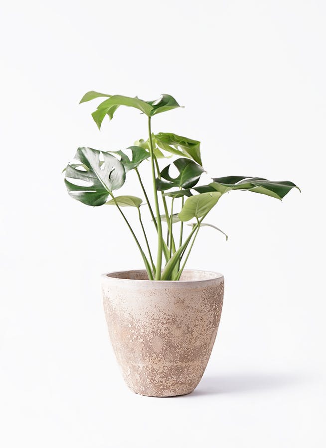 【他お勧め】インテリアグリーン