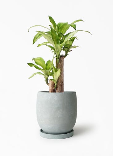 観葉植物 ドラセナ 幸福の木 6号 ノーマル アイルエッグ グレー 付き